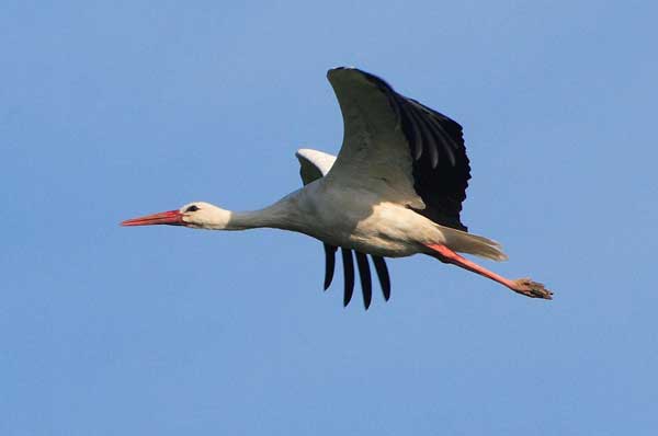 Storch