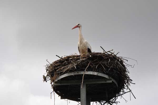 Storch