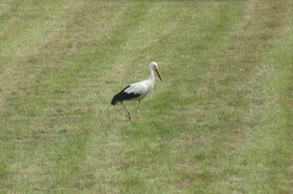 Storch