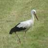 Storch